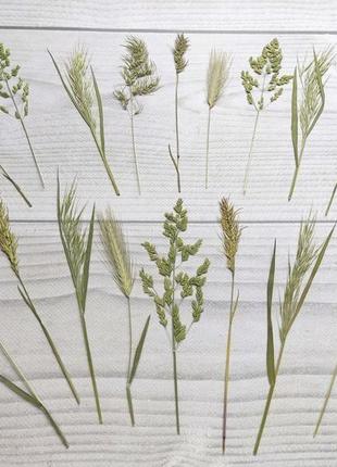 Сухоцветы для эпоксидной смолы. гербарий. полевые травы3 фото
