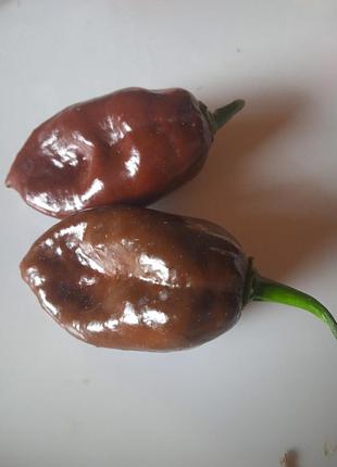 Острый перец хабанеро шоколадный (chocolate habanero pepper) 5 штук. семена самых острых перцев в мире