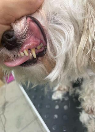 Вузок ультразвукового чищення зубів собакам без наркотичного знят
