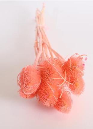 Чортополох. сухі колючки для декору (dried thistle italian light pink)2 фото