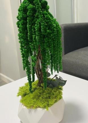 Бонсай, декоративне деревце з амаранту1 фото