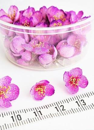 Набір сухоцвітів для творчості квіти жасмину квіти для епоксидної смоли (№ 2) glassy dry flowers4 фото
