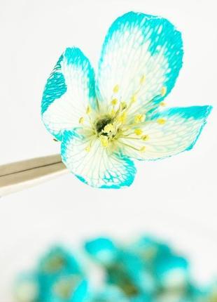Набір сухоцвітів для творчості квіти жасмину сині квіти для епоксидної смоли (№ 5)glassy dry flowers4 фото