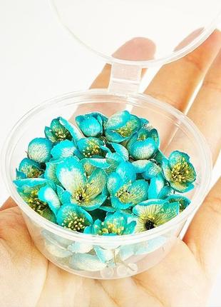 Набір сухоцвітів для творчості квіти жасмину сині квіти для епоксидної смоли (№ 5)glassy dry flowers3 фото