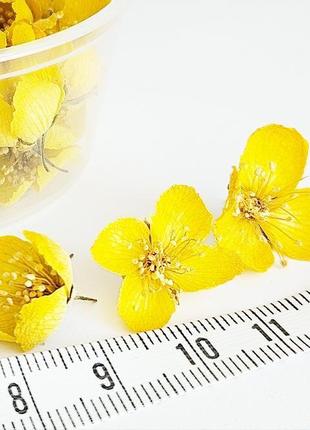 Набір сухоцвітів для творчості квіти жасмину квіти для епоксидної смоли (№ 6) glassy dry flowers6 фото
