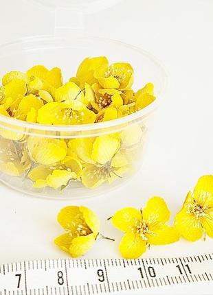 Набор сухоцветов для творчества цветы жасмина цветы для эпоксидной смолы (No 6) glassy dry flowers2 фото