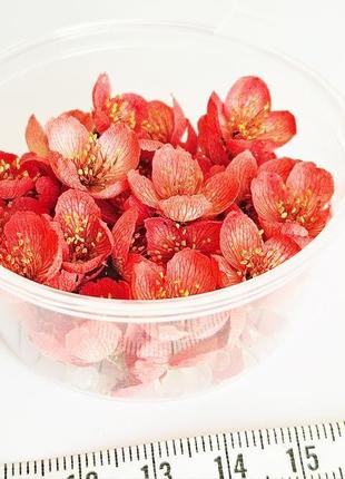 Набір сухоцвітів для творчості квіти жасмину квіти для епоксидної смоли (№ 7) glassy dry flowers2 фото