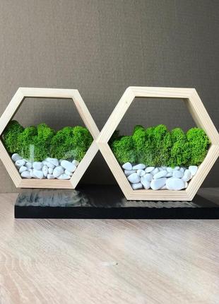 Сота-моссаріум із стабілізованим мохом 20 см minature moss5 фото