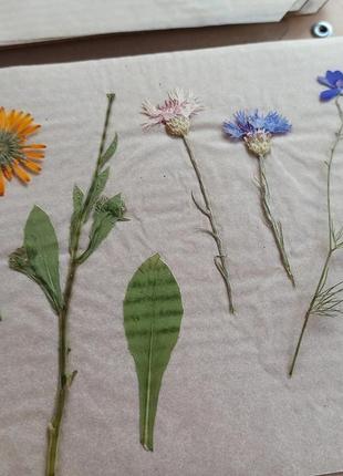 Пресс для гербария, пресс для сушки цветов "поле подсолнухов"7 фото