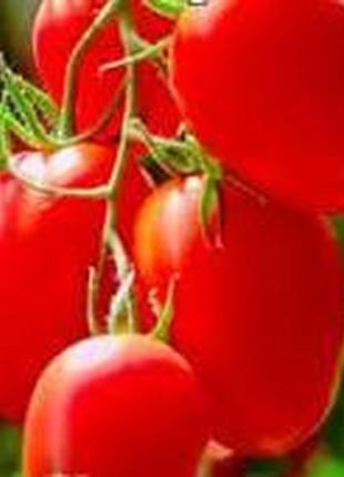 Семена томата "карась"