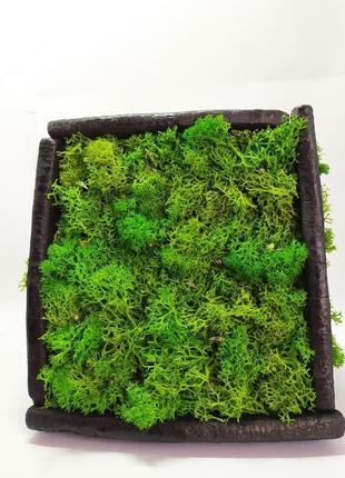 Moss smin4 фото