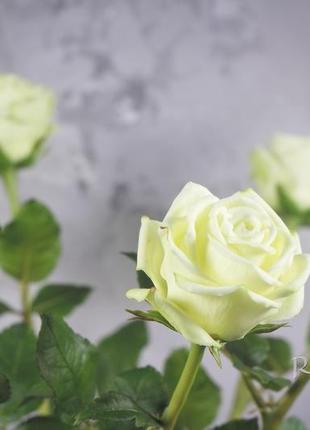 Букет роз. розы в подарок.3 фото