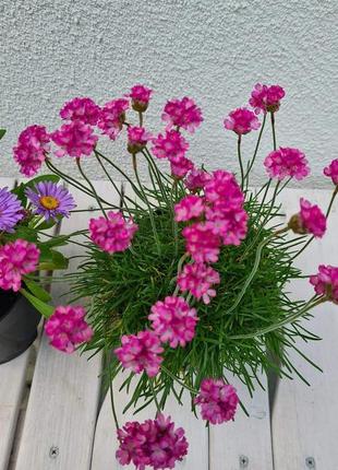 Армерія, багаторічні низькорослі рослини , квіти