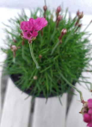 Армерія, багаторічні низькорослі рослини , квіти5 фото