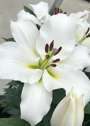 Лілія від-гібрид з гігантським квіткою villa blanca цибулини 1...