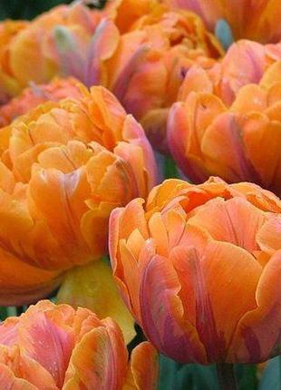 Тюльпан махровий orange princess (луковиці)