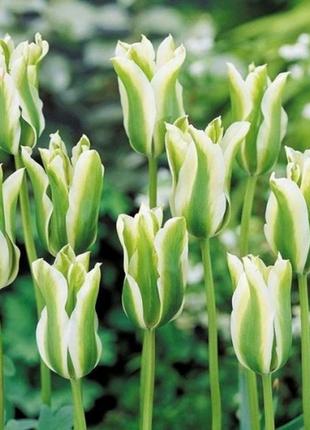 Тюльпан віридифлора spring green (луковиці)