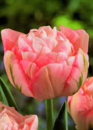 Тюльпан махровий + багатоквітковий peach blossom (цибулини)
