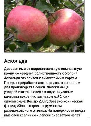 Саджанці яблуні8 фото