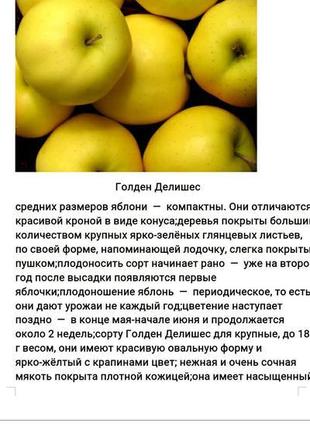 Саджанці яблуні11 фото