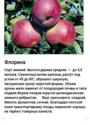 Саджанці яблуні12 фото