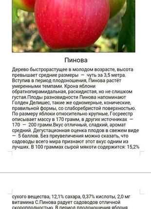 Саджанці яблуні15 фото