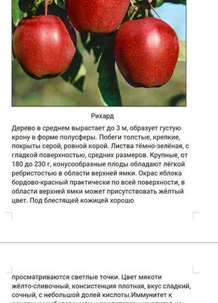 Саджанці яблуні18 фото