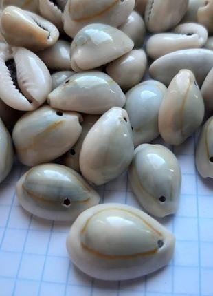 Черепашки каурі ципрея монеда сіра.2 фото
