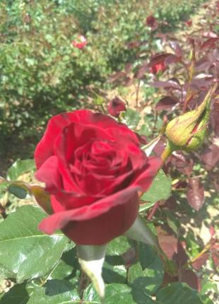 Саджанці  троянд.2 фото