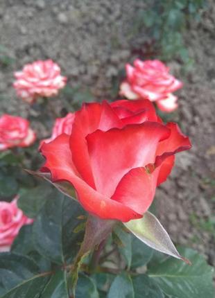 Саджанці  троянд.3 фото