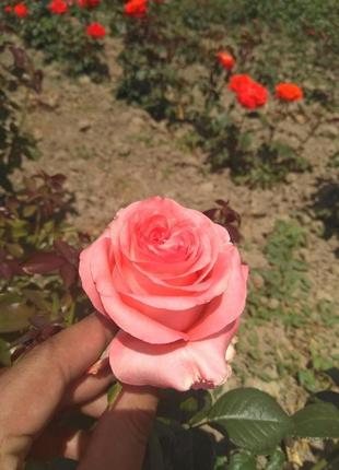 Саджанці  троянд.4 фото