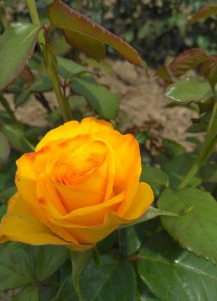 Саджанці  троянд.7 фото