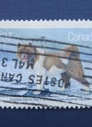 Марка канада 1988 фауна собака лайка ескімосів гаш
