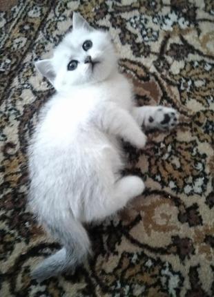 Шотландська кішечка срібна шиншила2 фото