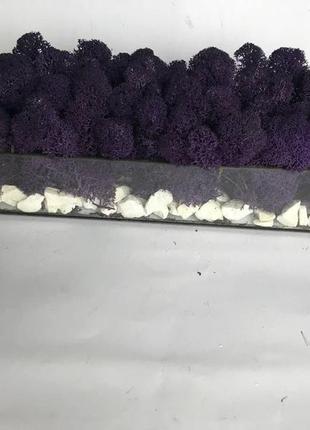 Флорариум кашпо с стабилизированным мхом.2 фото