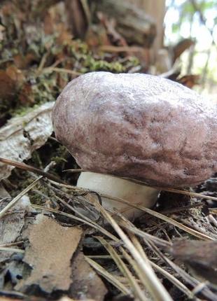 Білий гриб (boletus edulis)1 фото