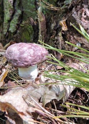 Білий гриб (boletus edulis)2 фото