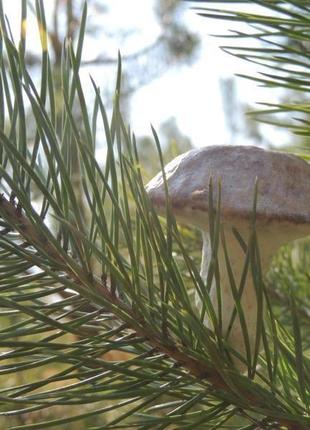 Підберезник звичайний (leccinum scabrum)2 фото