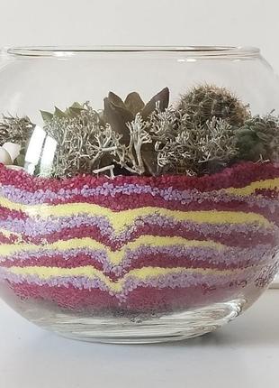 Флораріум з сукулентів. живий декор. d 15 см7 фото