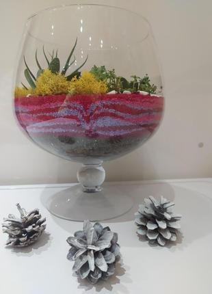 Флораріум з сукулентів. живий декор. бокал d 22 см2 фото