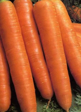 4 шт насіння моркви "королева осіні" 50 грамів код/артикул 72
