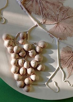 Ботанічний барельєф з гіпсу з винонрадом