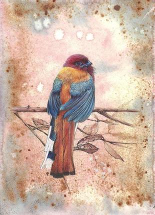 Райская пташка. рисунок, 2019г автор - мишарева наталья2 фото