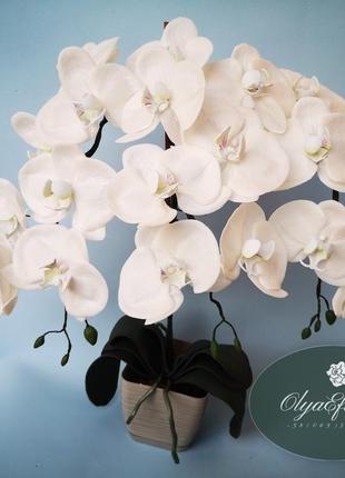 Орхидея интерьерная1 фото
