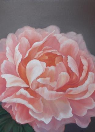 Рожева квітка півонії, картина олією на полотні, розмір 24х24см.