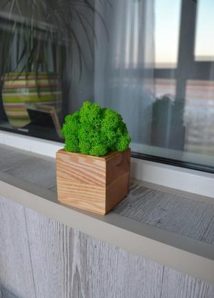Кашпо еко куб з дерева зі стабілізованим мохом7 фото