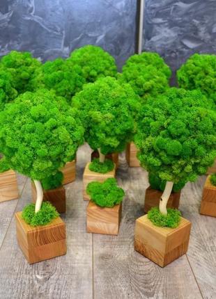 Дерево топіарі зі стабілізованим мохом3 фото