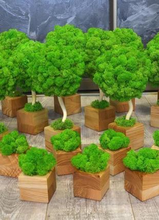 Дерево топіарі зі стабілізованим мохом5 фото