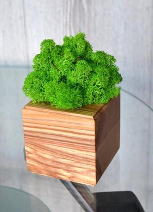 Кашпо дерев'яне зі стабілізованим мохом ndwood4 фото