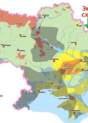 Элитная сладкая сушенная слива сорт венгерка без консервантов 20215 фото